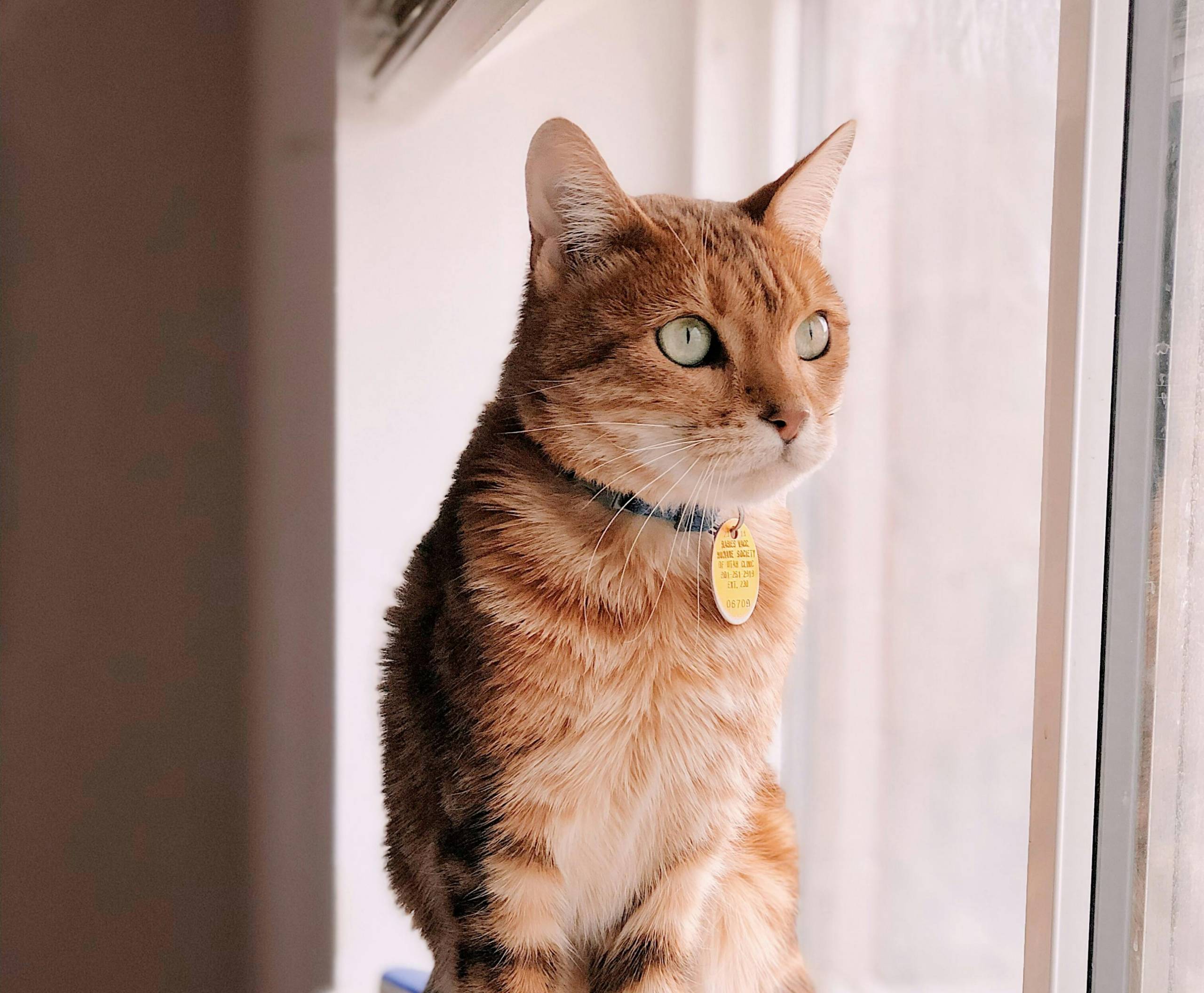 Le chat veut se promener