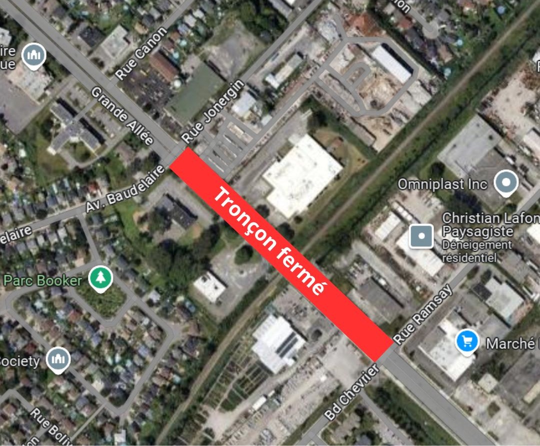 Une vache dans une voiture