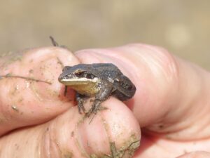Boisé-Du-Tremblay : bientôt un refuge faunique ?