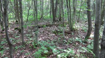 Bioparc de Brossard : 2,6 M$ pour l’aménagement d’un nouveau sentier