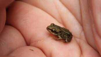 Rainette faux-grillon : Longueuil approuve une nouvelle entente pour restaurer son habitat