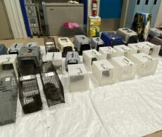 Proanima recueille 50 chats dans un appartement de Longueuil