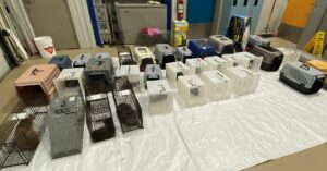 Proanima recueille 50 chats dans un appartement de Longueuil