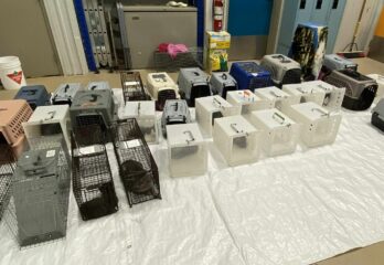 Proanima recueille 50 chats dans un appartement de Longueuil