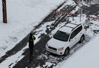Gestion des cerfs au parc Michel-Chartrand : cinquante bêtes abattues