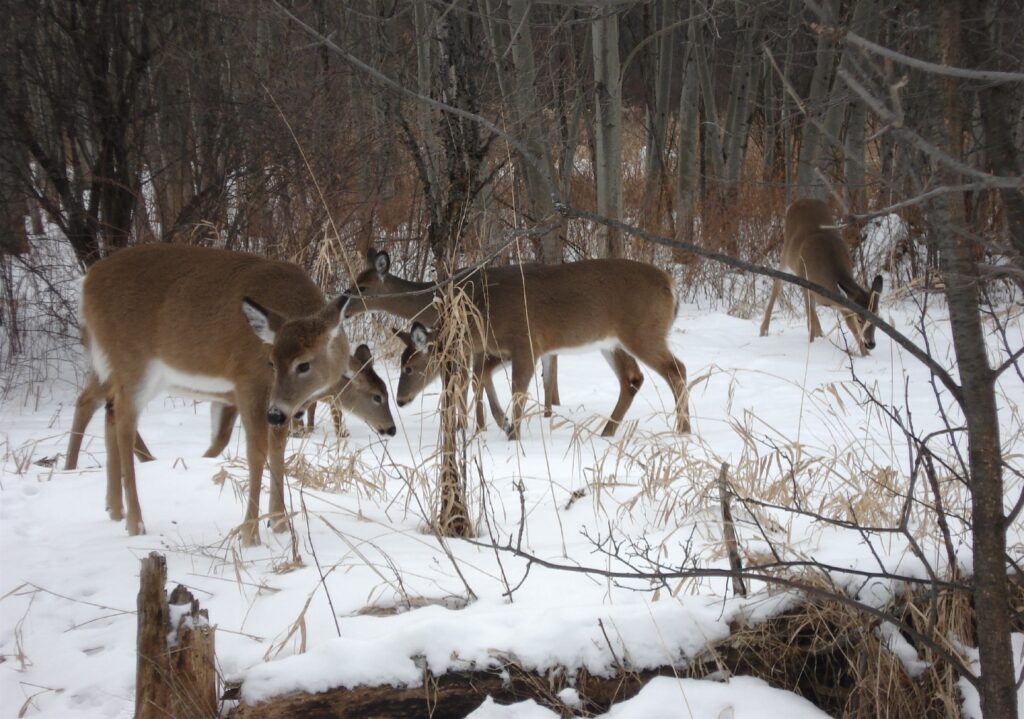 Cerfs au parc Michel-Chartrand