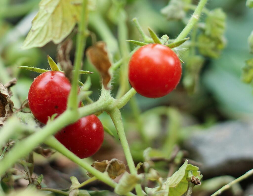 Jardins à partager
