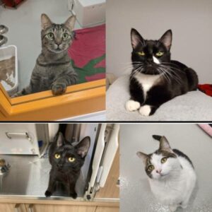 Proanima déborde d’animaux abandonnés