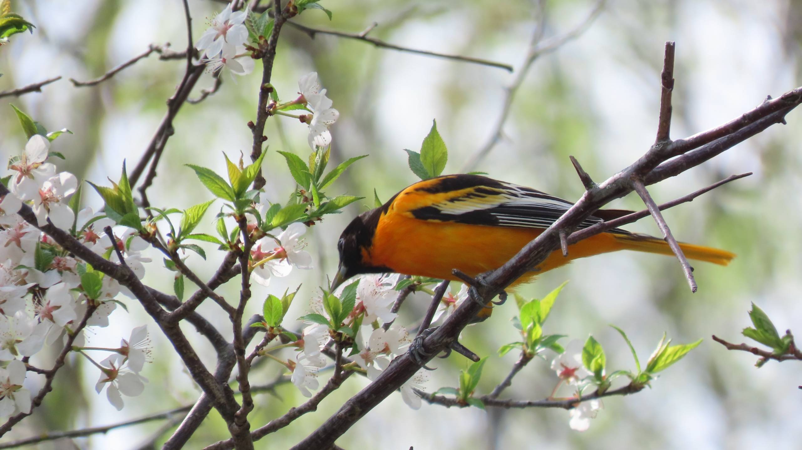 Photo de la semaine : Oriole de Baltimore