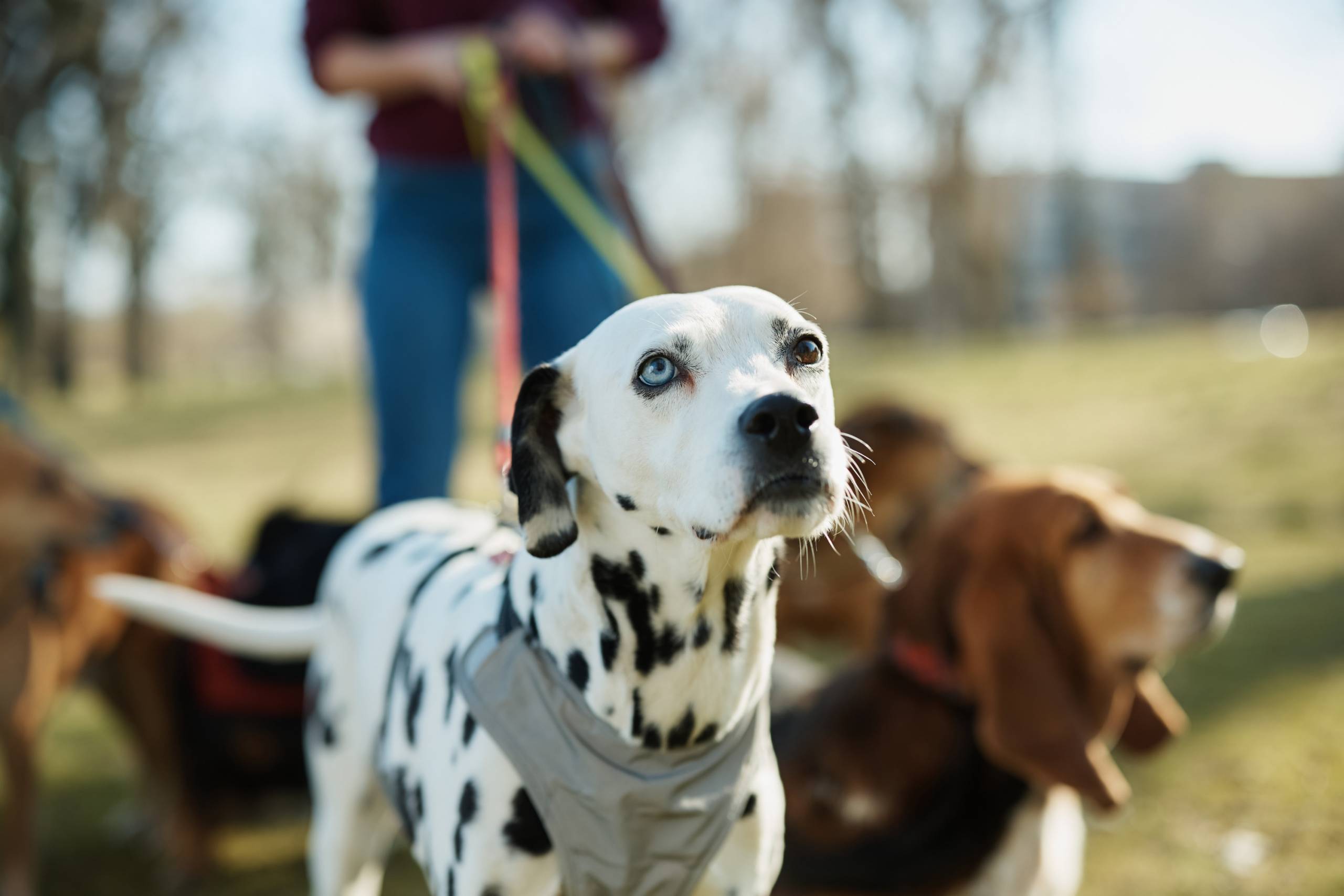 Bientôt les vacances! Trouvez la bonne pension pour votre animal