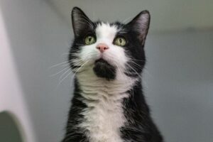 Longueuil : 835 000$ pour redonner vie à plusieurs parcs