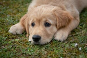 CHRONIQUE – 3 erreurs à éviter pour réussir la propreté de votre chiot