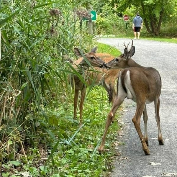 Parc Michel-Chartrand : l’opération cerfs est commencée à Longueuil