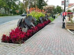 Plants ornementaux : contrat de près de 4 M$ à Longueuil