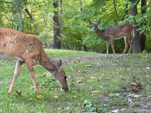 Parc Michel-Chartrand  : 64 bêtes abattues