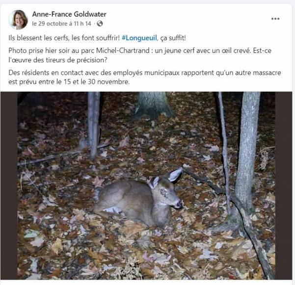 Cerf blessé : il faut appeler SOS braconnage