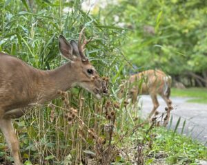 Parc Michel-Chartrand : un total de 105 cerfs abattus
