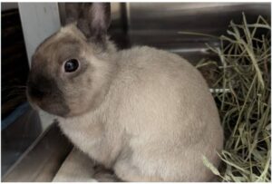 Tartelette et Artiste, vedettes de la semaine