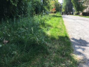 Longueuil : 1 M$ pour le contrôle écologique de l’herbe à poux et de l’herbe à puce