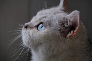 Journée de l’animal de compagnie : tout pour pitou et minou