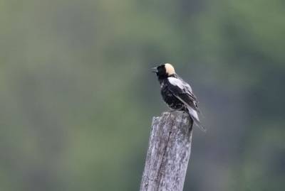 Destruction d’un nid de goglus : Longueuil doit payer 30 000$