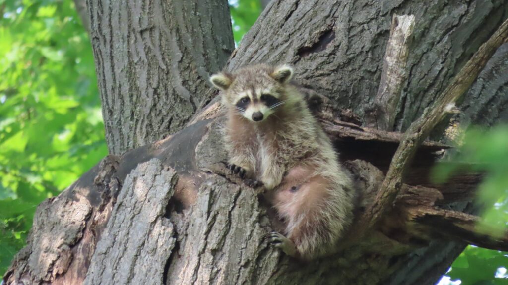 Photo de la semaine : la maman raton