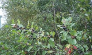 Coulée verte : Saint-Lambert renforce sa lutte au nerprun