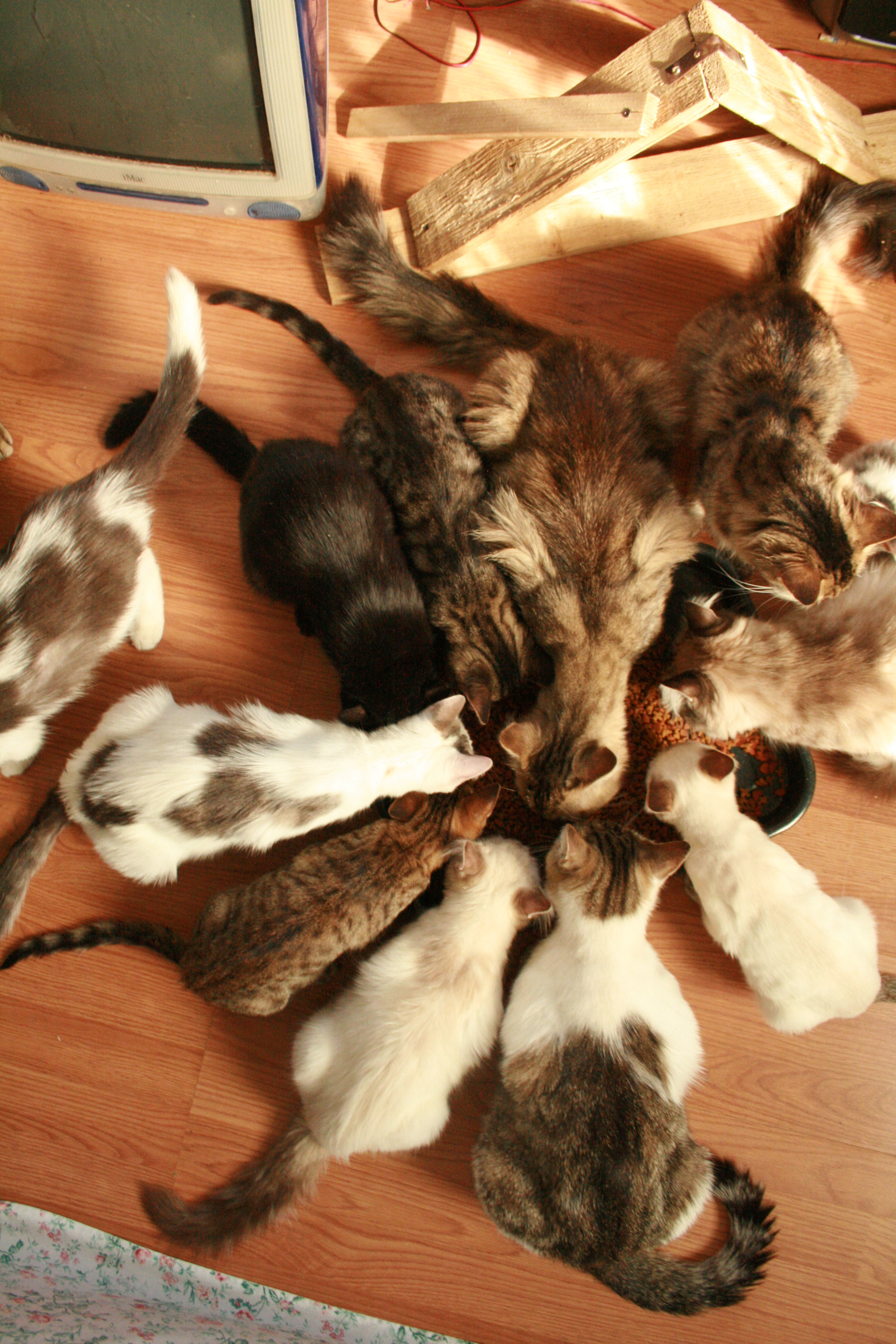 Trente p’tits chats, trente p’tits chats…