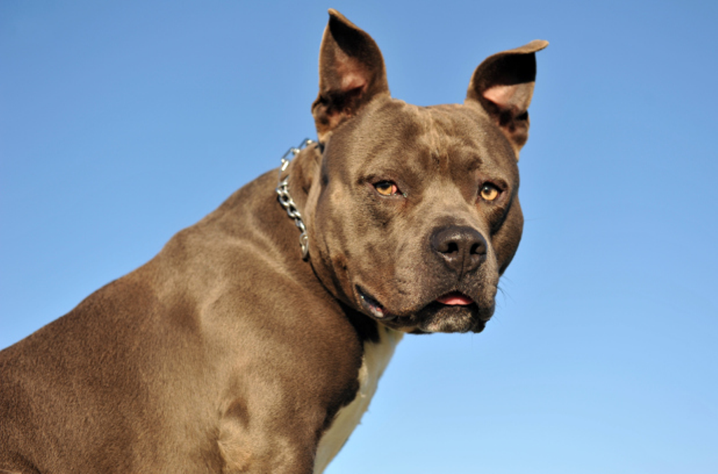 Pitbulls et autres chiens dangereux: sentiment d&rsquo;urgence à Québec