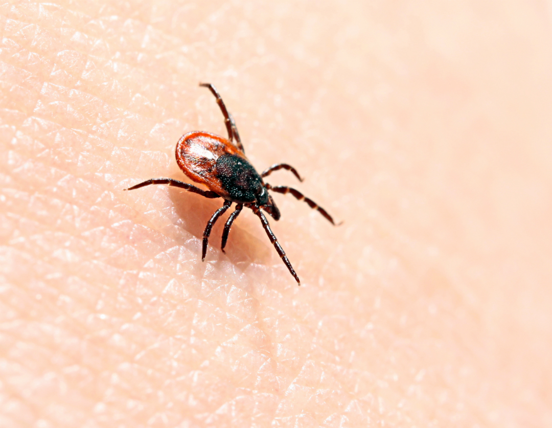 Les résidents de la région pourraient contracter la maladie de Lyme