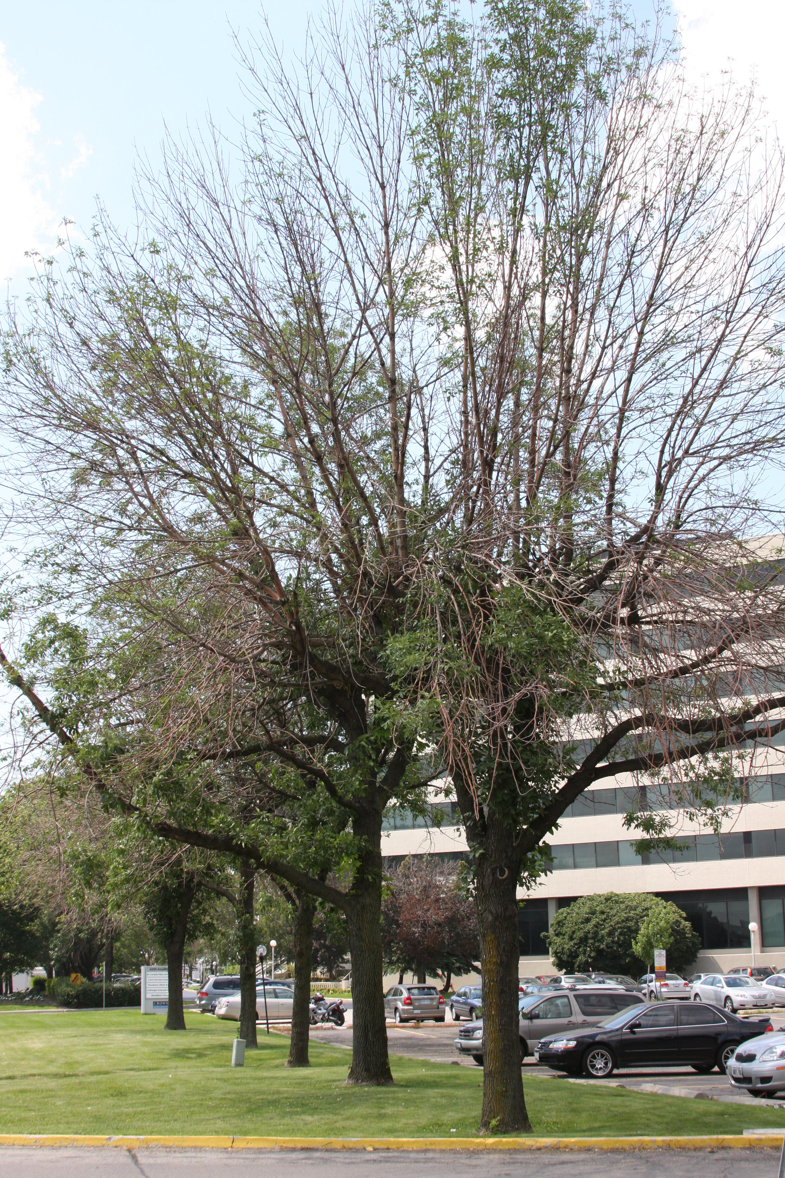 Saint-Lambert plantera 230 arbres pour remplacer les frênes morts