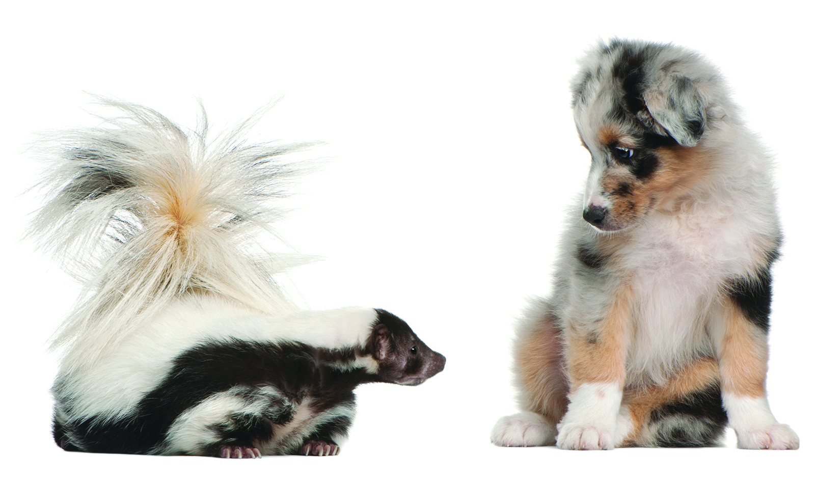 Quoi faire si mon animal s’est fait arroser par une moufette?