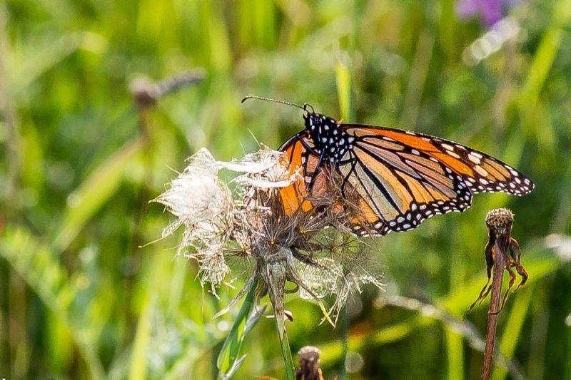 Saint-Lambert, ville amie des monarques
