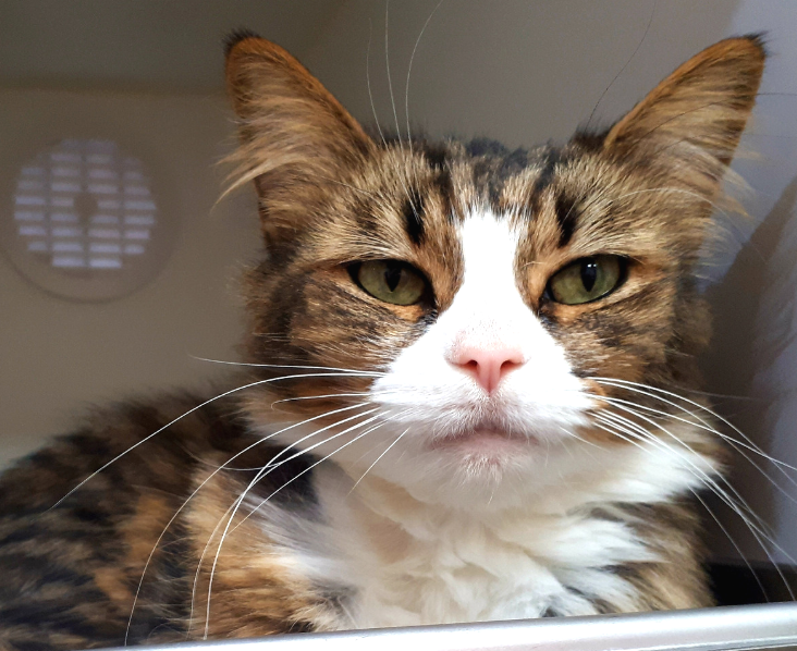 1200 chats adoptés aux Services animaliers de la Rive-Sud en 2018