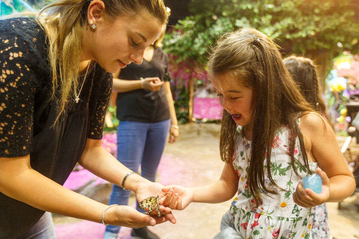 Bfly: une expérience unique au monde à Brossard