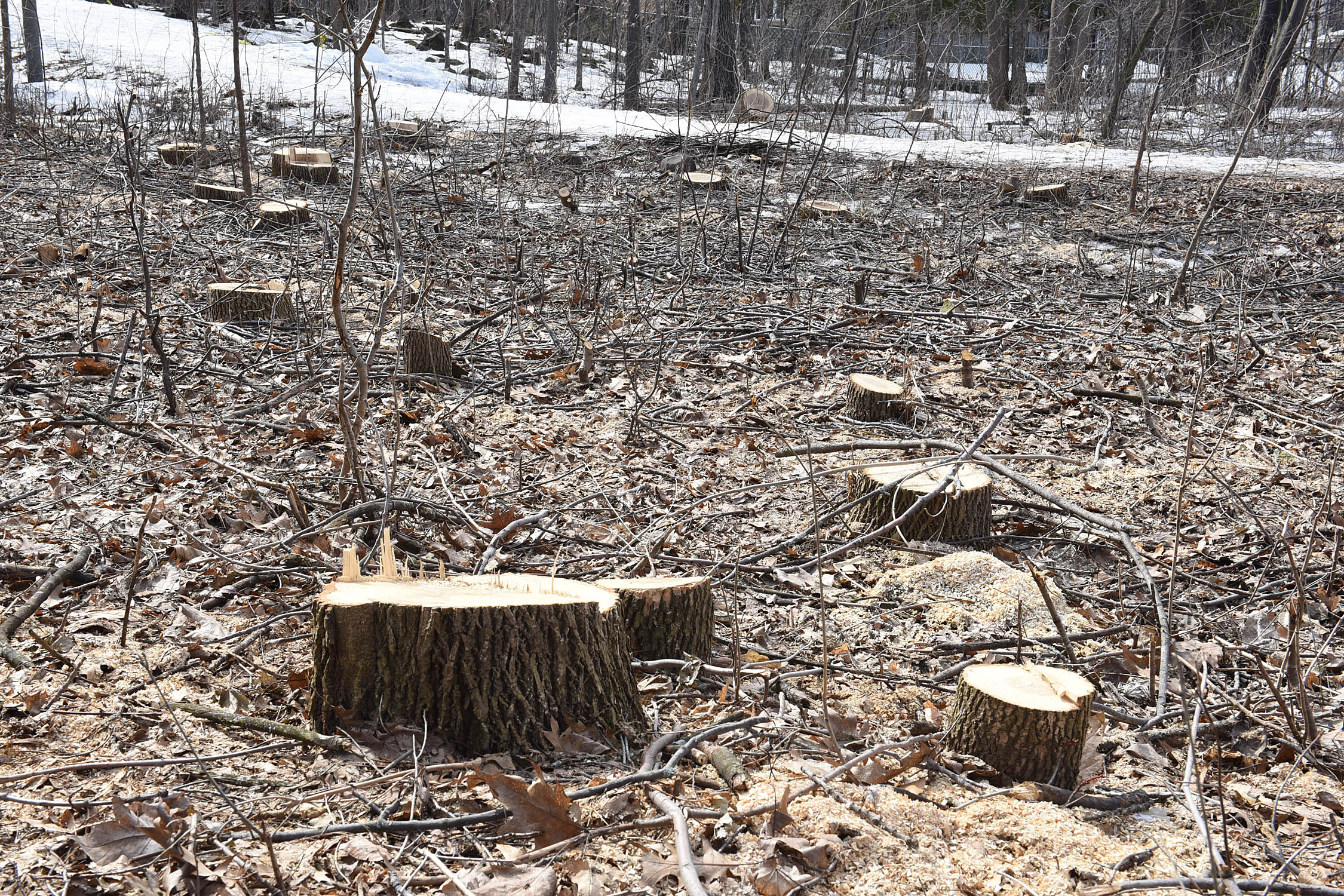 L’agrile du frêne a fait des ravages à Longueuil