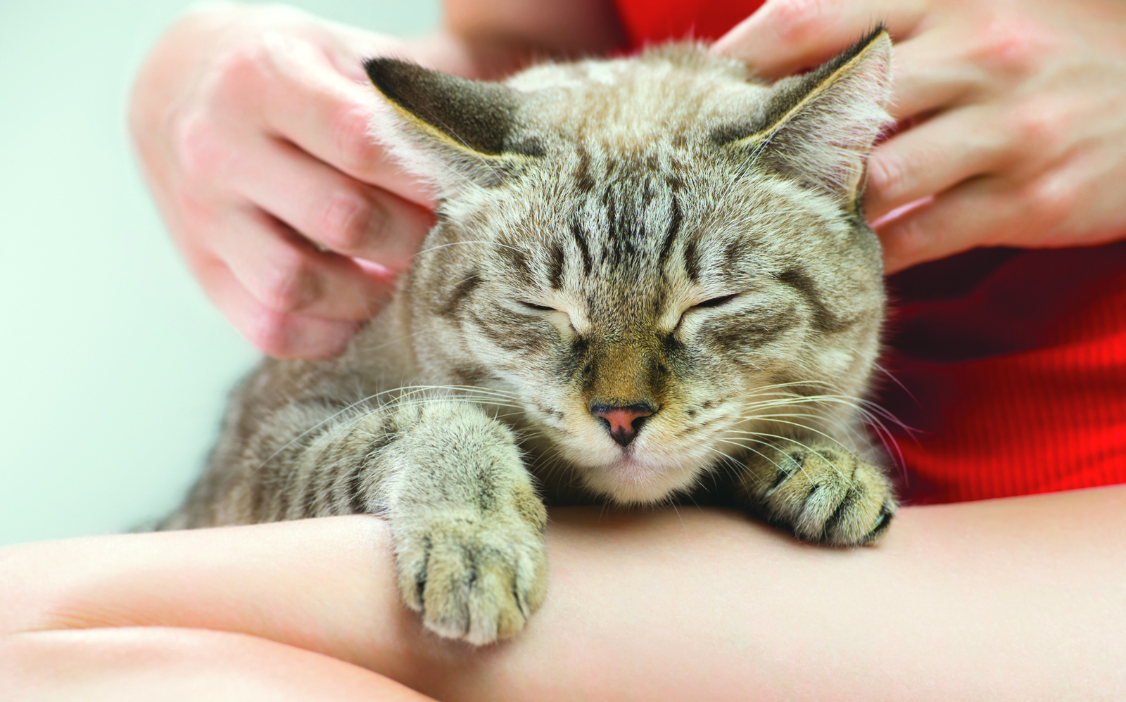 Les chats à l’honneur le 8 août
