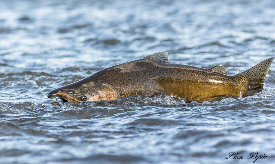 Saumon chinook capté sur le vif