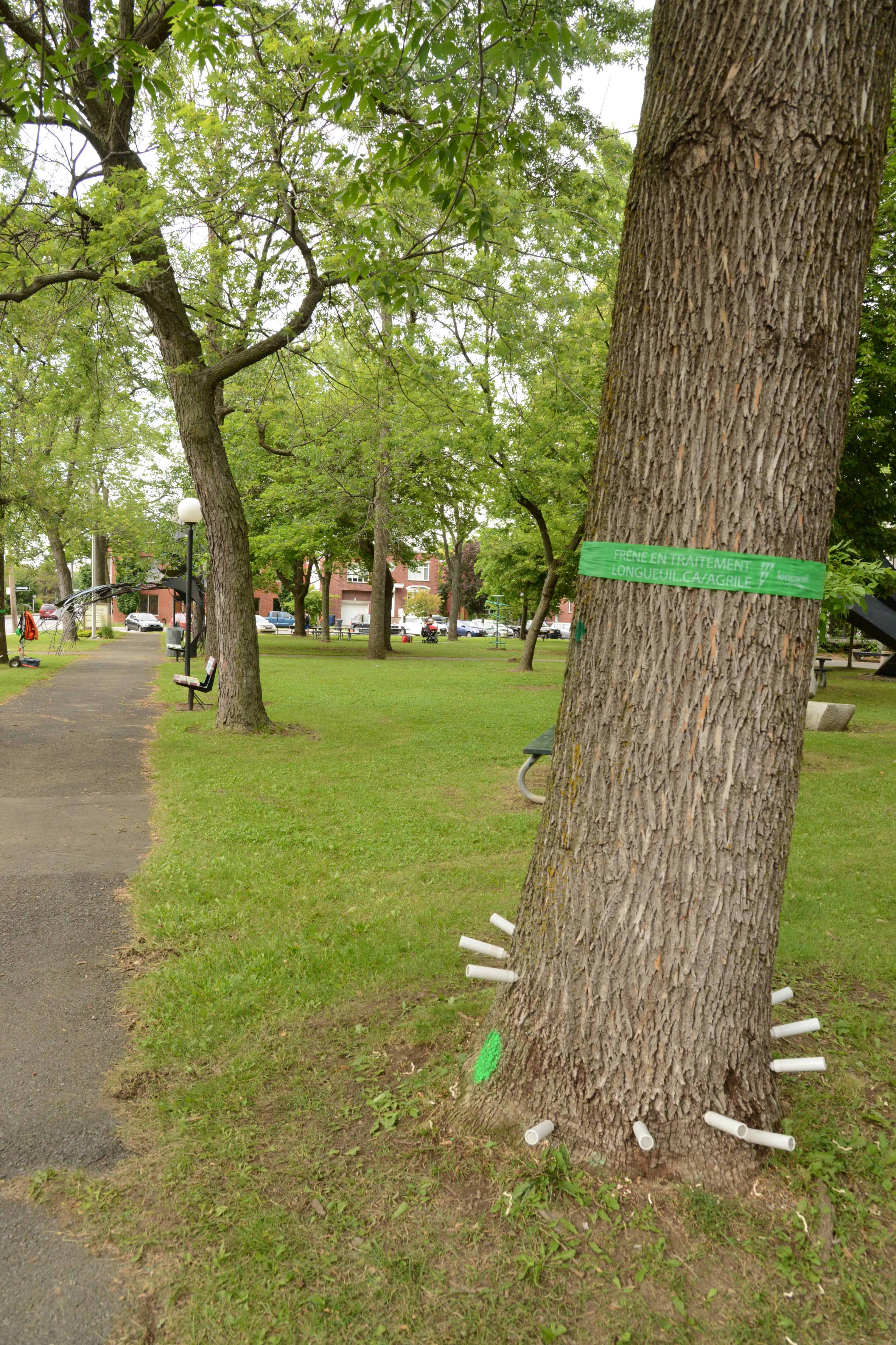 Longueuil poursuit sa lutte contre l’agrile du frêne