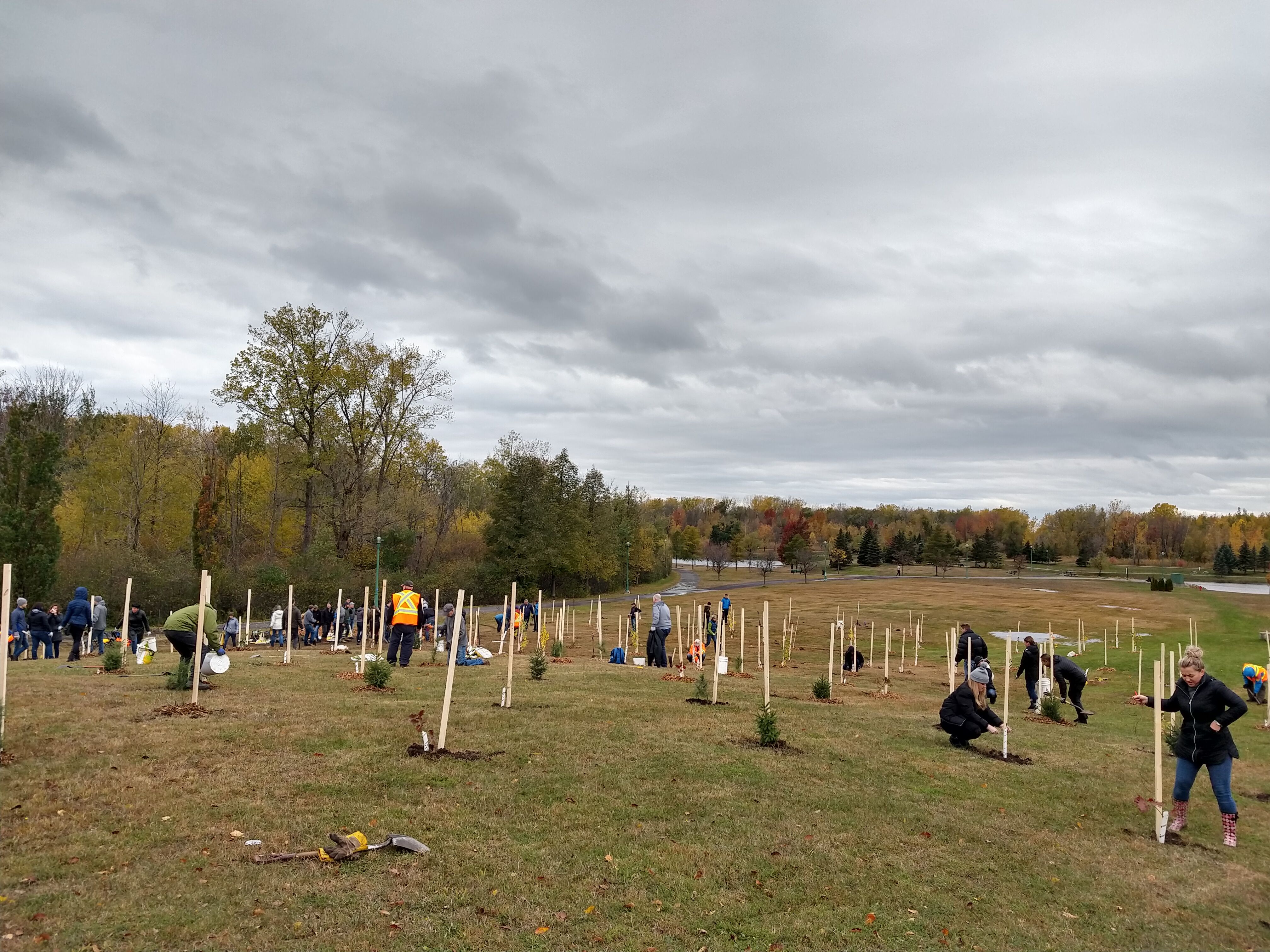 Image illustrant l'article: De nouveaux arbres au parc de la Cité