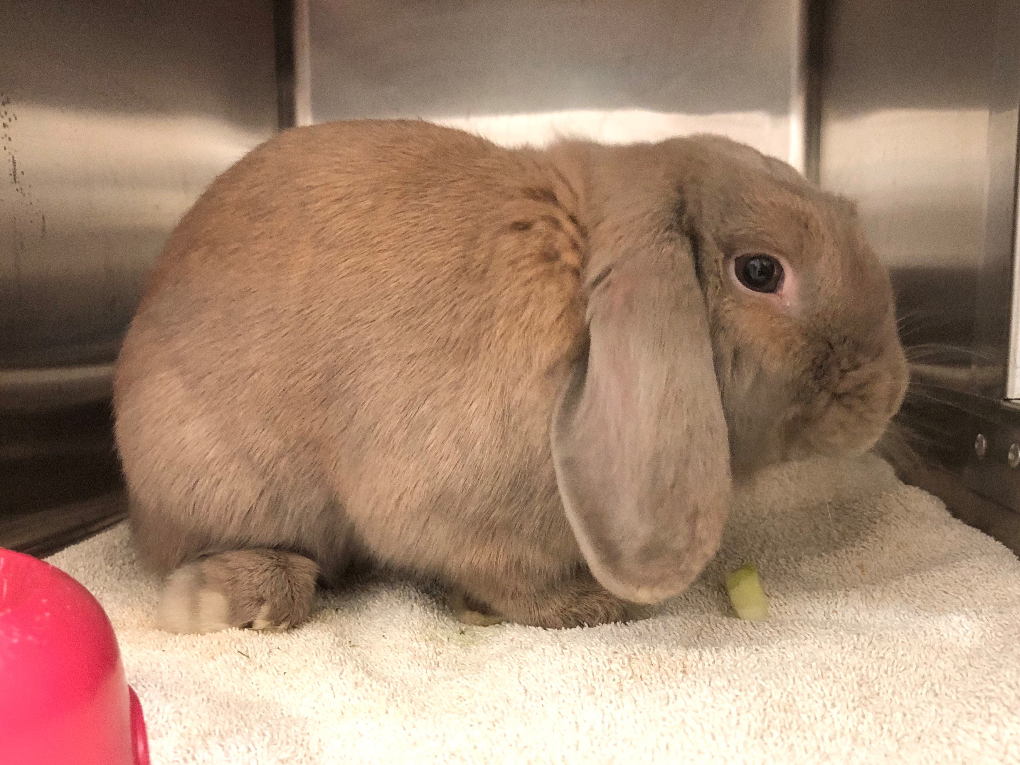 Venez rencontrer Hector