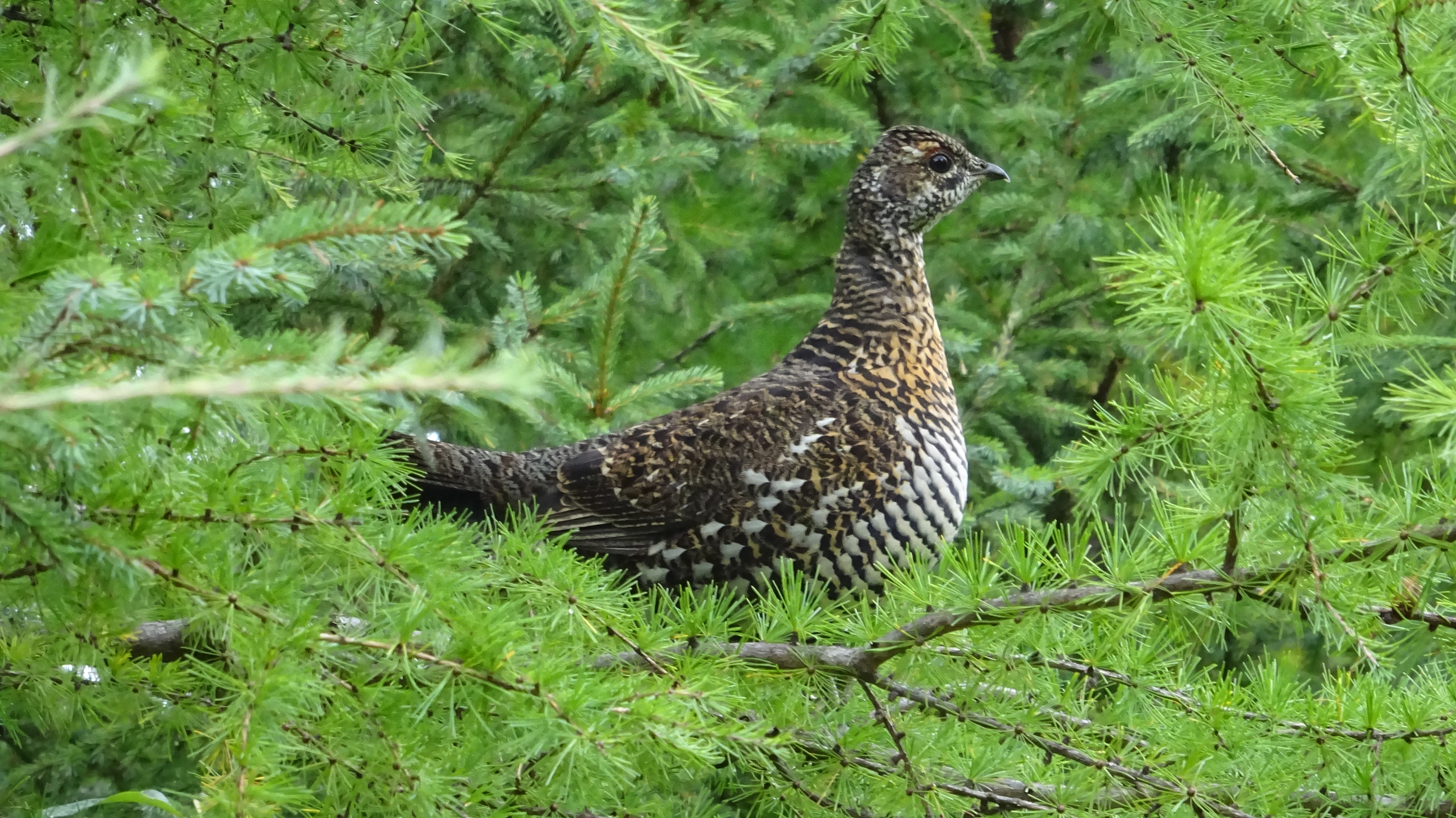 Le tétras du Canada