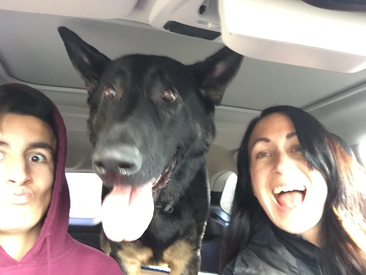 Le chien «Boomer» retrouvé sain et sauf à Ottawa