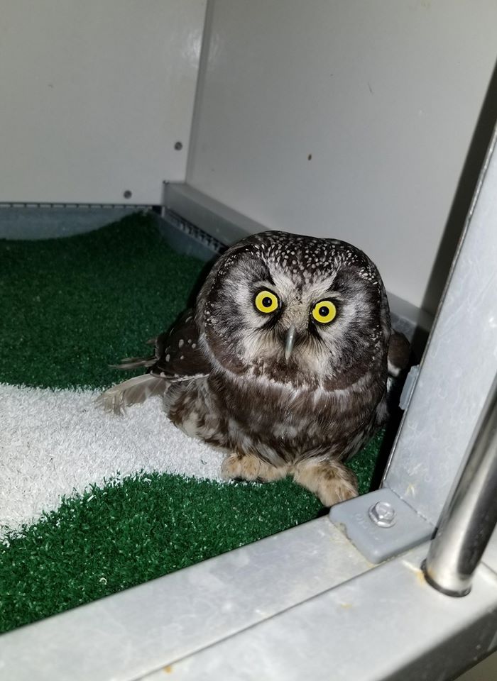 Pascan Aviation transporte un oiseau de proie mal en point