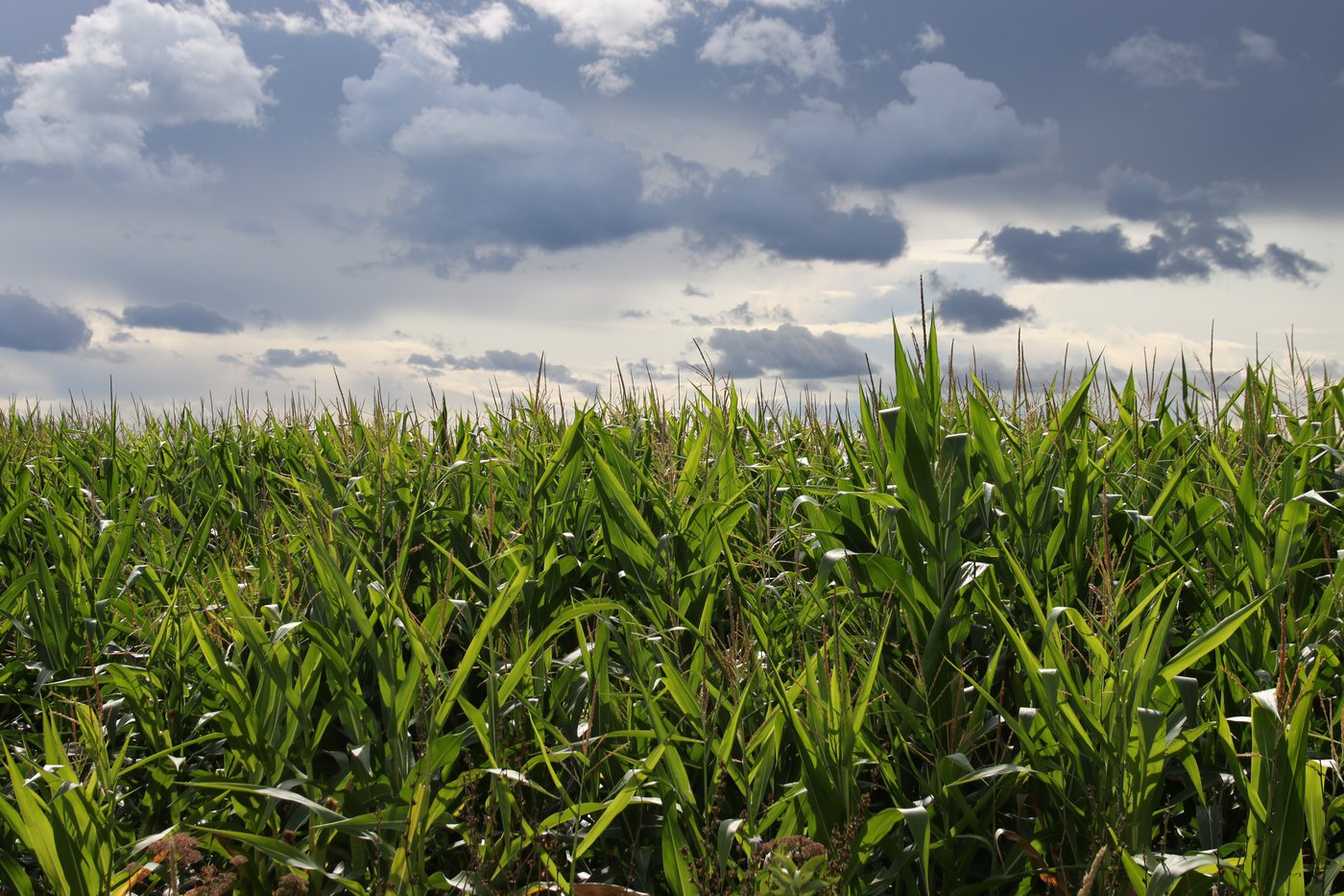 L’été de tous les défis pour les agriculteurs de la Montérégie