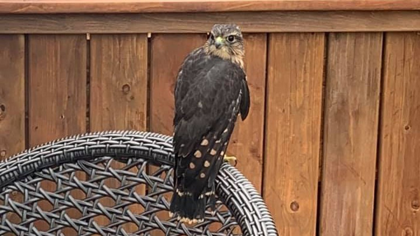 Elle sauve un faucon de la noyade