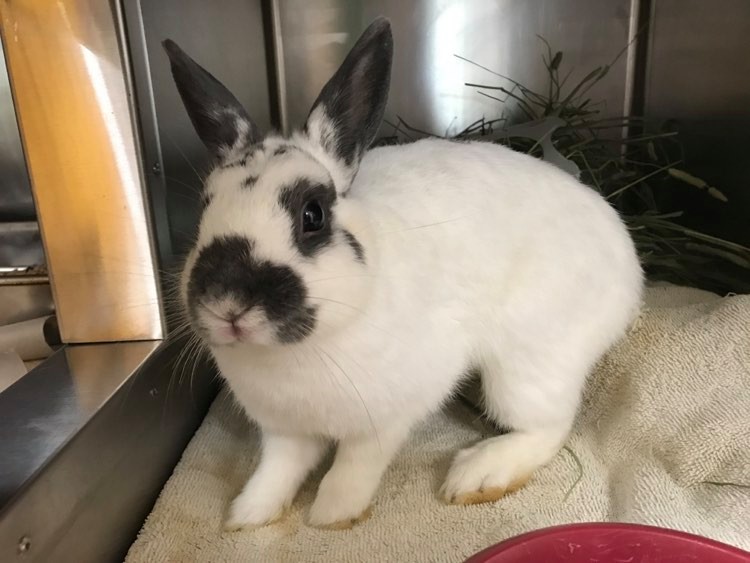 Fleur la lapine cherche une famille