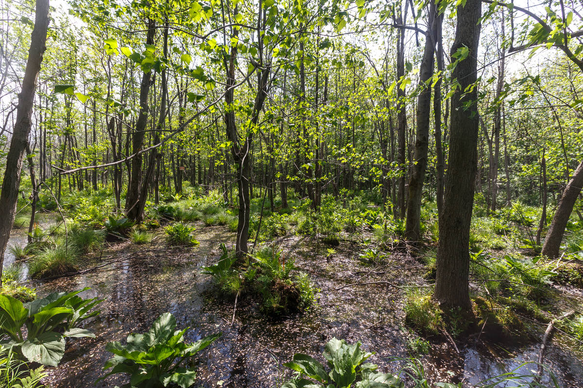 Brossard se dotera d’un Plan d’intervention en foresterie urbaine