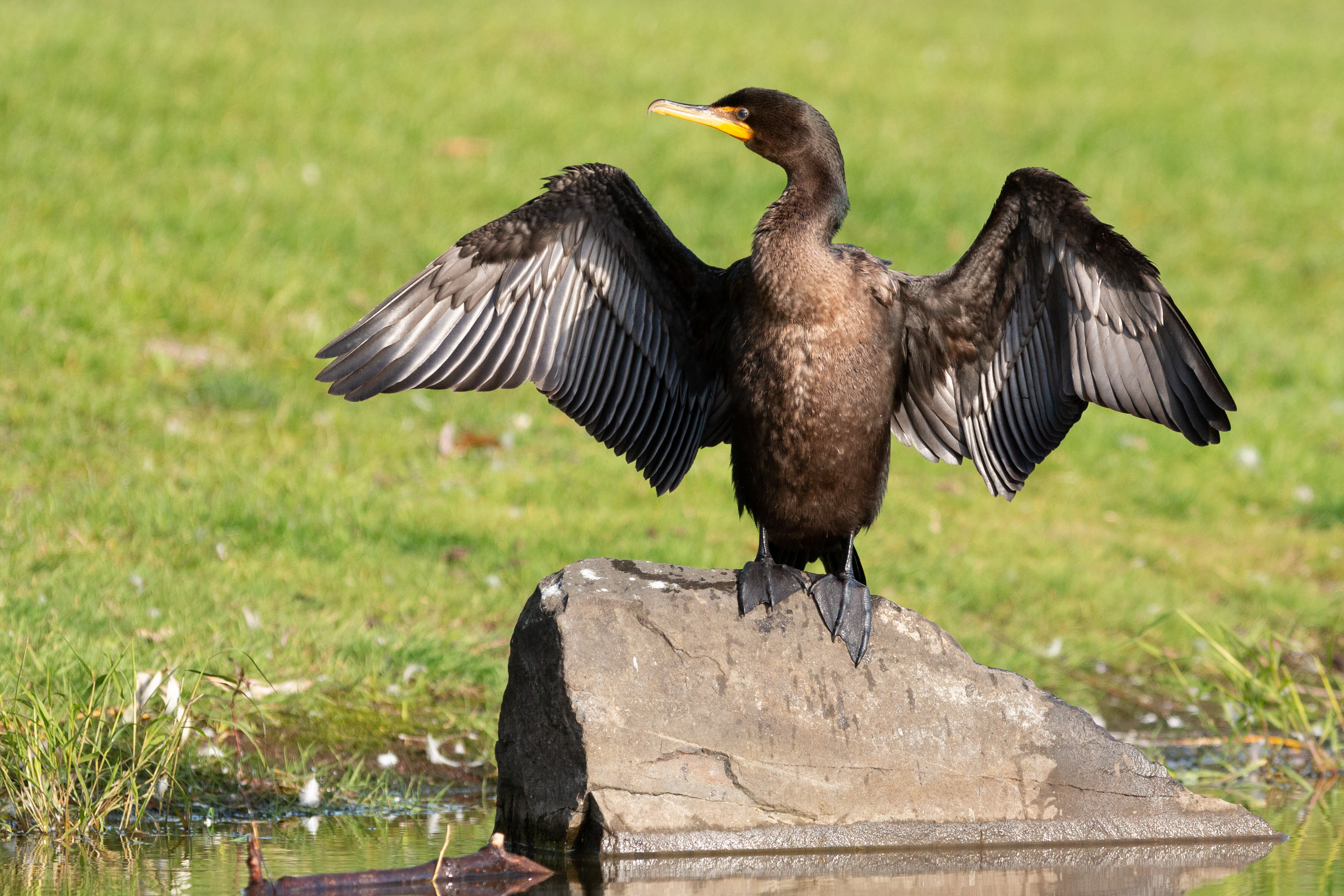 L’envol du cormoran