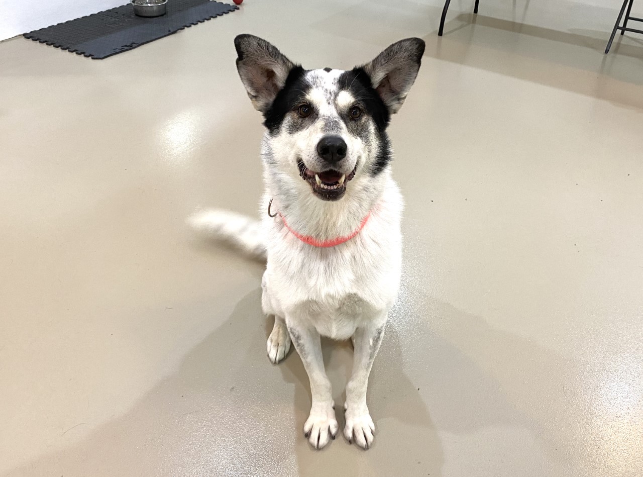 Voici Oréo, mignon compagnon et grand gourmand